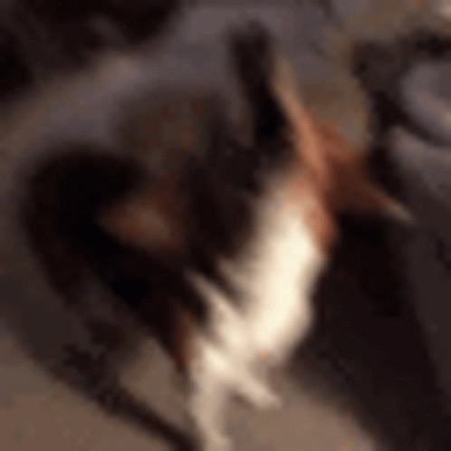 A Blurry Picture Of A Cat Standing On Its Hind Legs On A Table . GIF