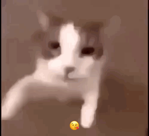 A Blurry Picture Of A Cat With A Smiley Face On It 'S Paw . GIF