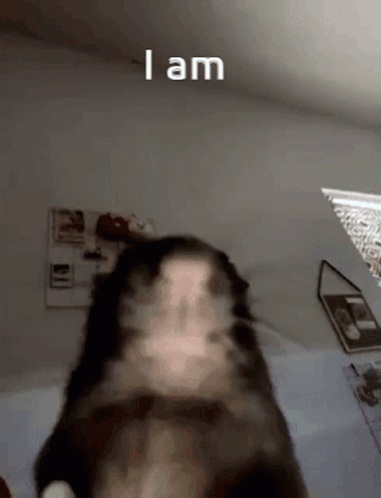 A Blurry Picture Of A Cat With The Words " I Am " On The Bottom GIF