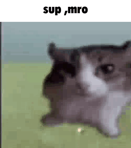 A Blurry Picture Of A Cat With The Words `` Sup Mro '' Written Above It . GIF
