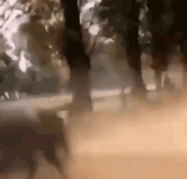 A Blurry Picture Of A Group Of People Standing In A Forest . GIF