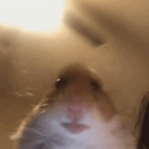 A Blurry Picture Of A Hamster Looking At The Camera . GIF