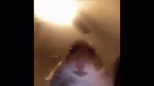 a blurry picture of a hamster 's face in a room .