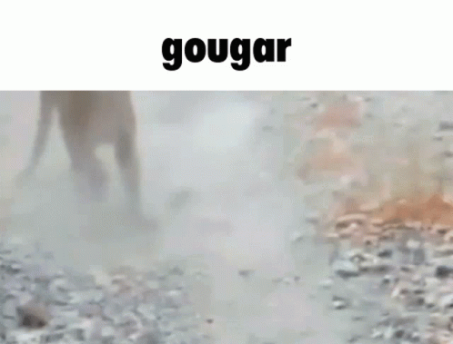 A Blurry Picture Of A Monkey Standing In The Dirt With The Word Gougar Above It . GIF