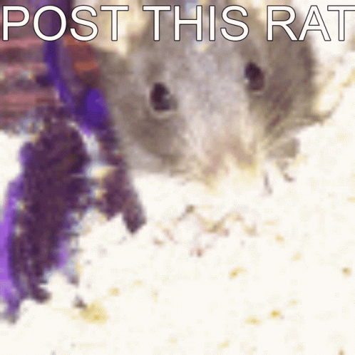 A Blurry Picture Of A Rat With The Words Post This Rat Below It GIF