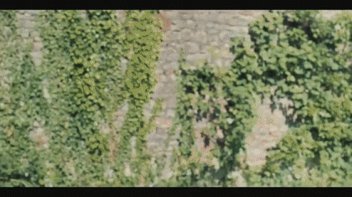 A Blurry Picture Of A Tree With Lots Of Leaves On It GIF