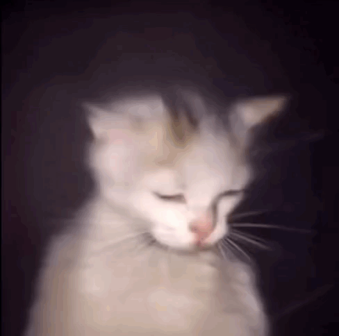 Blurry White Cat With Closed Eyes In Dark GIF
