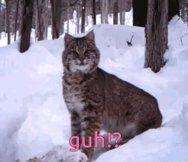 A Bobcat Sitting In The Snow With The Word Guh Written On The Bottom GIF