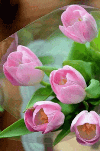 A Bouquet Of Pink Tulips With Green Leaves Is Wrapped In Plastic . GIF