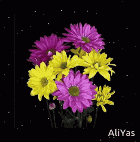 A Bouquet Of Purple And Yellow Daisies On A Black Background GIF