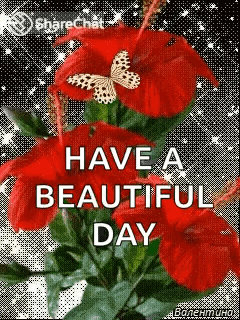 A Bouquet Of Red Flowers With A Butterfly On Top Of Them . GIF