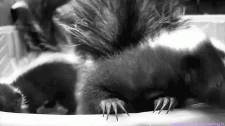 A Bowl Of Baby Skunk GIF