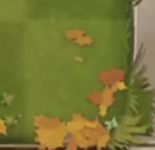 A Bowl Of Cereal Is Sitting On Top Of A Turtle . GIF