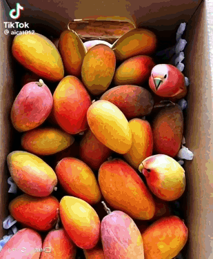 A Box Filled With Lots Of Mangoes And A Parrot . GIF
