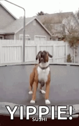 A Boxer Dog Is Jumping On A Trampoline With The Words Yippie Sushi Below It . GIF