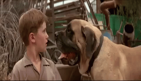 A Boy And A Large Dog Are Looking At Each Other . GIF