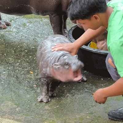 A Boy In A Green Shirt Petting A Baby Hippo GIF