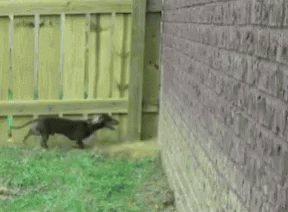 A Brick Wall With A Wooden Fence Between It And It GIF