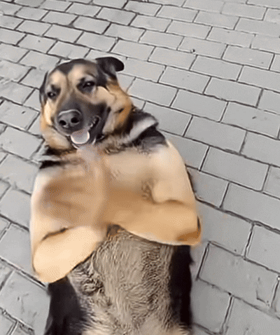 A Brown And Black Dog Is Laying On A Brick Sidewalk With Its Arms Crossed GIF