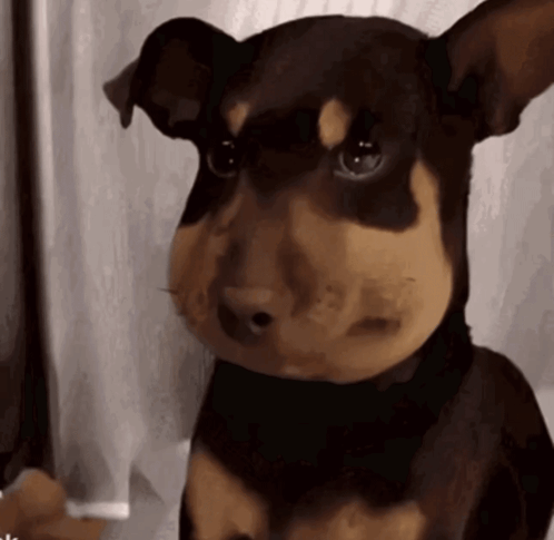 A Brown And Black Dog With A Big Nose GIF