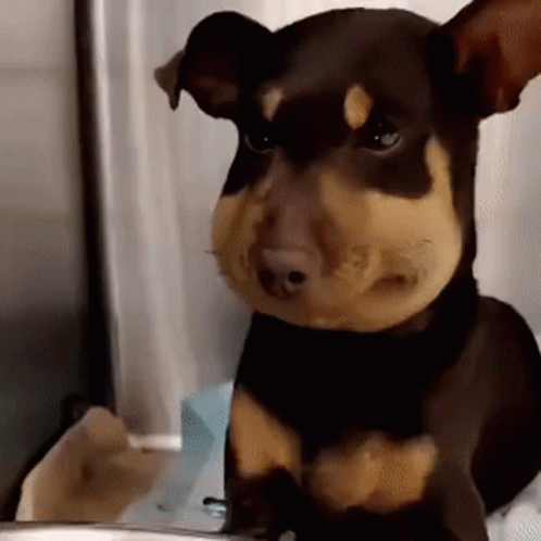 A Brown And Tan Dog With A Big Nose Is Sitting On A Table . GIF
