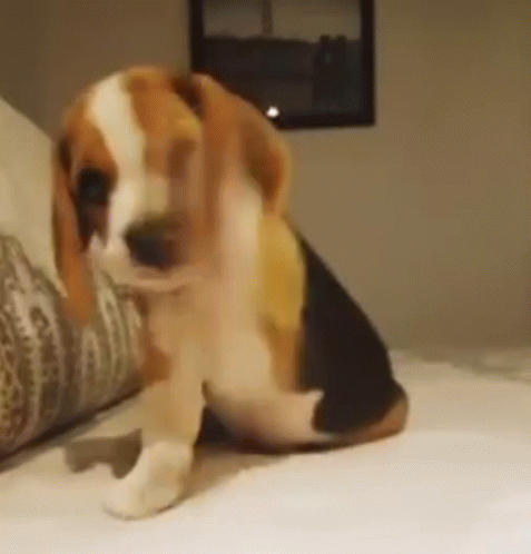 A Brown And White Beagle Puppy Is Sitting On A Bed Looking At The Camera . GIF