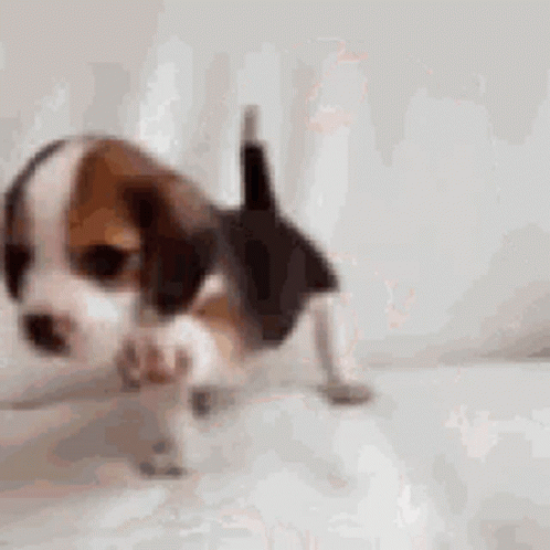 A Brown And White Beagle Puppy Is Standing On A White Surface . GIF