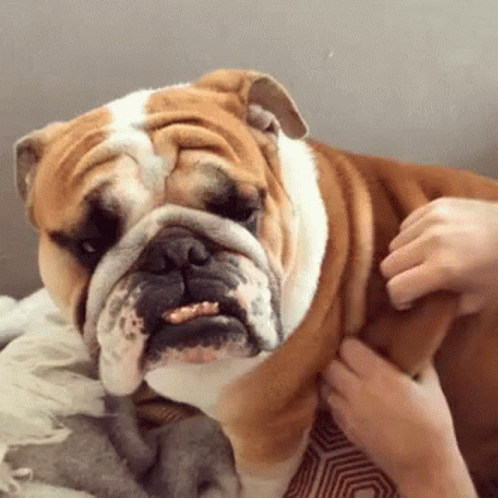 A Brown And White Bulldog Is Being Petted By A Person GIF