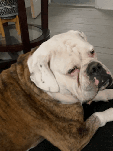 A Brown And White Bulldog Is Laying Down On A Table GIF