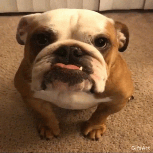 A Brown And White Bulldog Is Looking At The Camera With A Gif Art Watermark GIF
