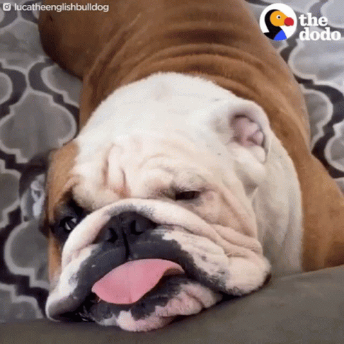 A Brown And White Bulldog Laying On A Couch With Its Tongue Sticking Out GIF
