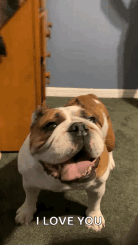 A Brown And White Bulldog Says I Love You With Its Tongue Out . GIF