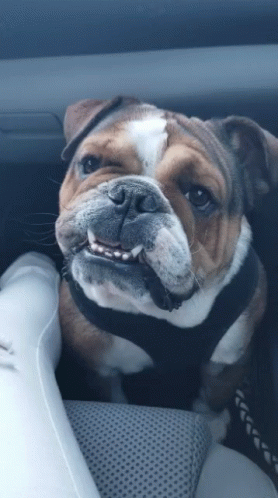 A Brown And White Bulldog Wearing A Black Harness Is Sitting In A Car GIF