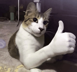 A Brown And White Cat Is Giving A Thumbs Up Sign GIF