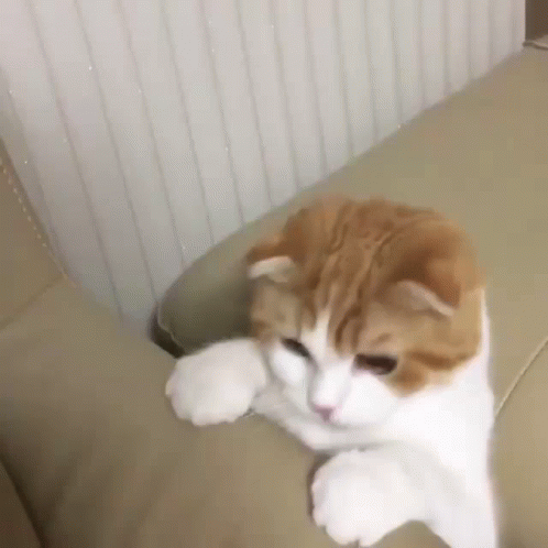 A Brown And White Cat Is Laying On A Couch . GIF