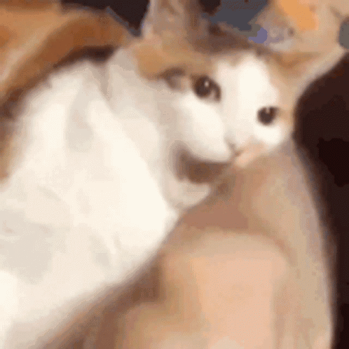 A Brown And White Cat Is Laying On A Person 'S Lap And Looking At The Camera . GIF