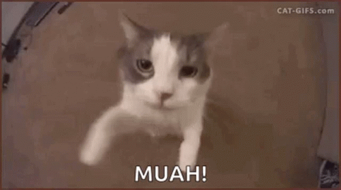 A Brown And White Cat Is Looking At The Camera With The Words Muah Written On The Bottom . GIF