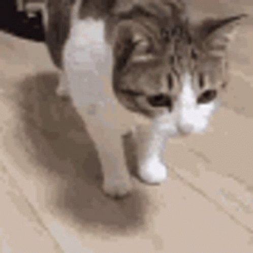 A Brown And White Cat Is Walking On A Wooden Floor And Looking At The Camera . GIF