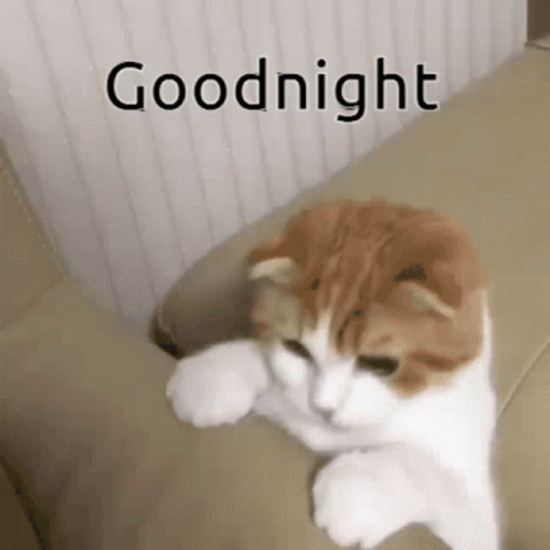 A Brown And White Cat Laying On A Couch With The Words Goodnight Above It GIF