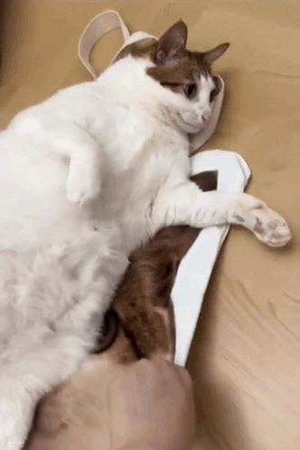 A Brown And White Cat Laying On Top Of A White Item GIF