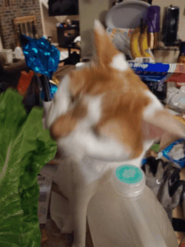 A Brown And White Cat Standing Next To A Bottle That Has A Blue Cap GIF