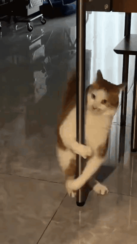 a brown and white cat standing on a metal pole