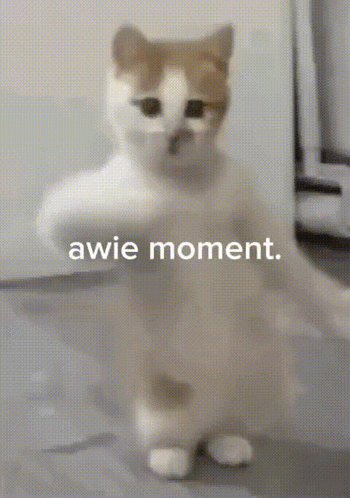 A Brown And White Cat Standing On Its Hind Legs With The Words " Awie Moment " Written Below It GIF