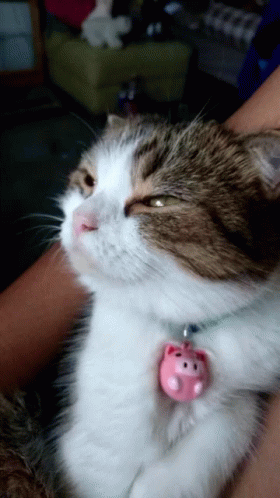 A Brown And White Cat With A Pink Pig Pendant On Its Neck GIF