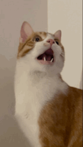 A Brown And White Cat With Its Mouth Wide Open GIF