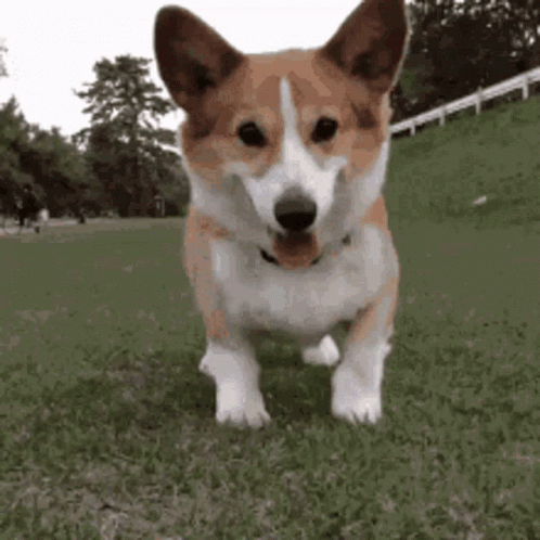 A Brown And White Corgi Dog Is Standing On Top Of A Lush Green Field . GIF