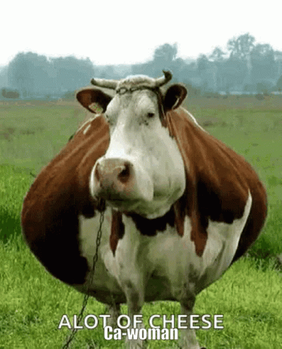 A Brown And White Cow Standing In A Grassy Field With The Words Alot Of Cheese Ca-Woman Written Below It GIF