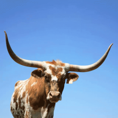 a brown and white cow with long horns is standing in front of a blue sky