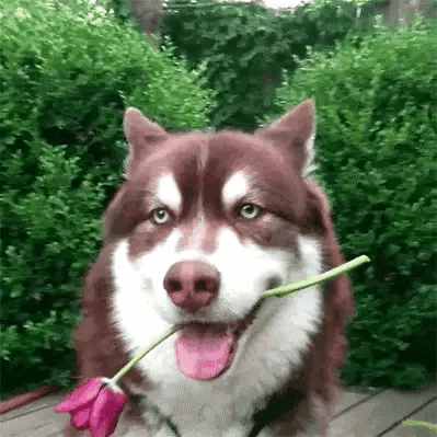 A Brown And White Dog Is Holding A Pink Flower In Its Mouth . GIF