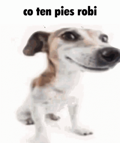 A Brown And White Dog Is Laying Down On A White Surface With The Words `` Co Ten Pies Robi '' Written Above It . GIF